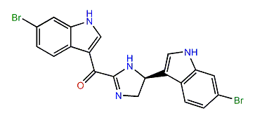 Spongotine C